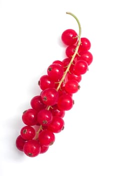 Red currants on white background