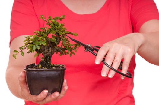 Two hands holding and cutting a bonsai tree into shape