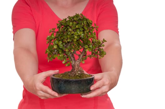 Two hands holding a green bonsai tree