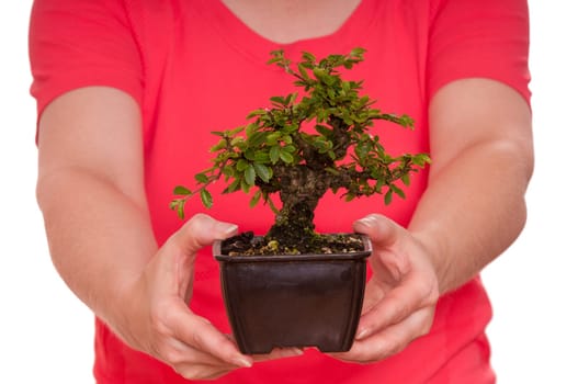 Small elm (Ulmus japonica) as a bonsai tree is held by two hands