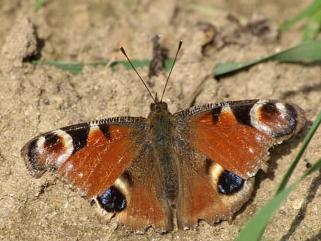 Peacock