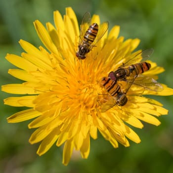 Dandelion with hoverflies - square image detail