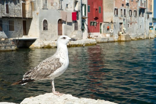 seagull