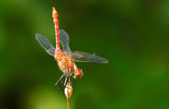 Blood-red heather dragonfly with an acrobatic landing