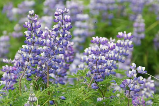 Alaska outdoors