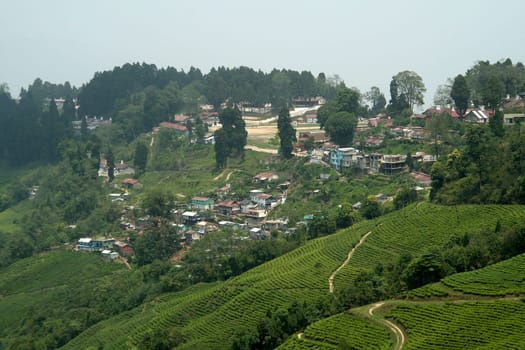 Darjeeling town on the slope and top of mountain famous for tea gardens, West Bengal, India, Asia