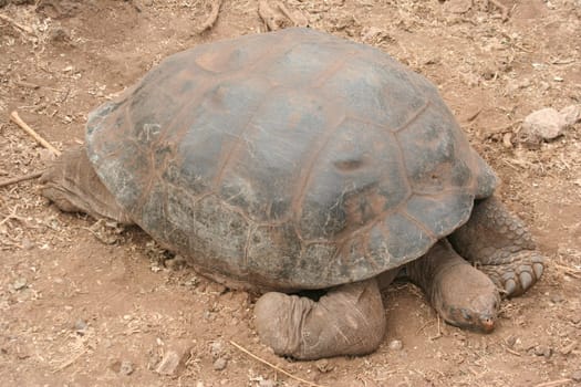Galapagos Islands