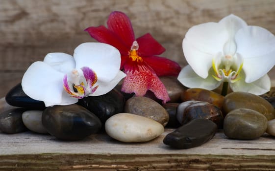 Letter Voucher Flowers Orchids