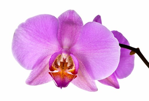 Pink orchid flower isolated on white background