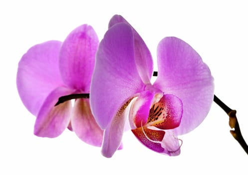 Pink orchid flower isolated on white background