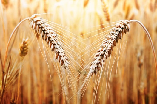 Two ears of golden wheat on the background of wheat field