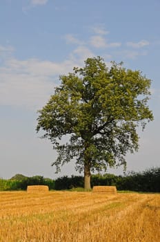 Grain field and oak