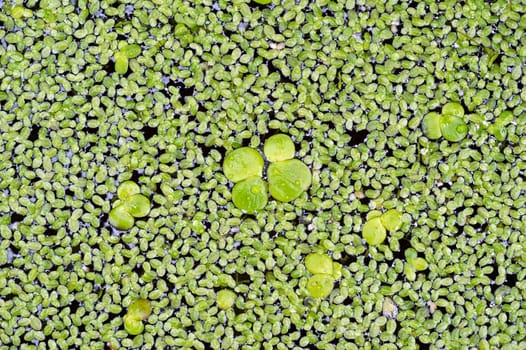 The pond lentil Spirodela polyrhiza