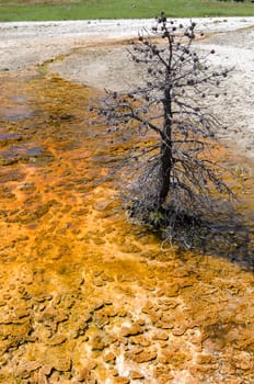 dead spruce for the concentration of sulfur in the Geyser Basin Yellowstone Lake in Wyoming