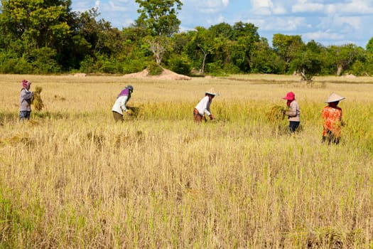 Cambodian women working in the rice field near Siem Reap