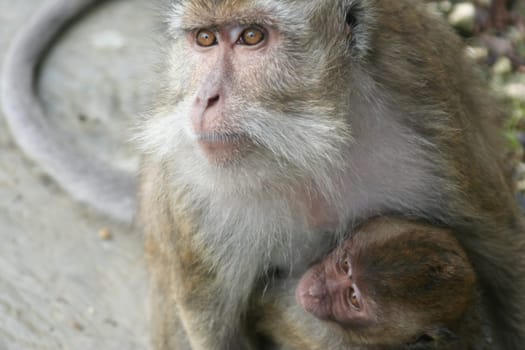 Indonesia Wildlife