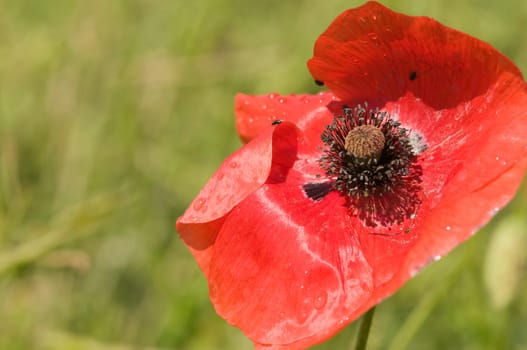 Close-up of a poppy flower against blurred green background