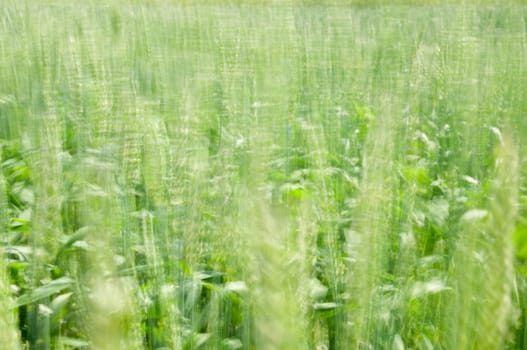 wheat swaying in the wind with a long exposure time