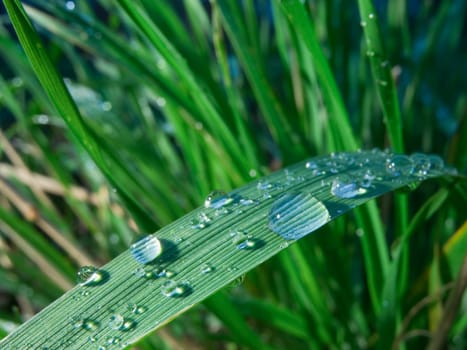 Close-up of a grass leaf studded with large water beads