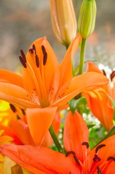 Orange lily bouquet with open and closed petals