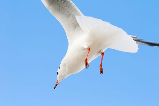 Free flight of a black-headed gull (Chroicocephalus ridibundus) in front of a light blue sky