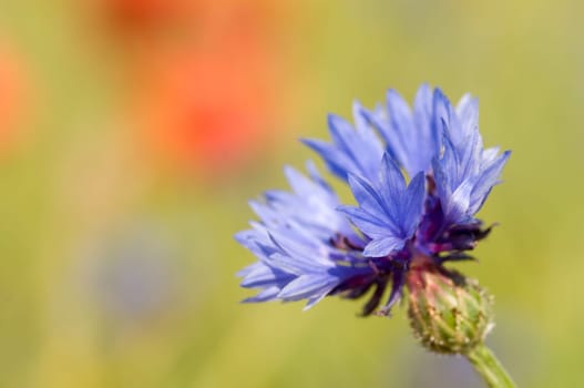 Close-up of a cornflower blossom against blurred green background