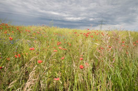 Unripe rapeseed field with poppies and cover sky in wide angle format