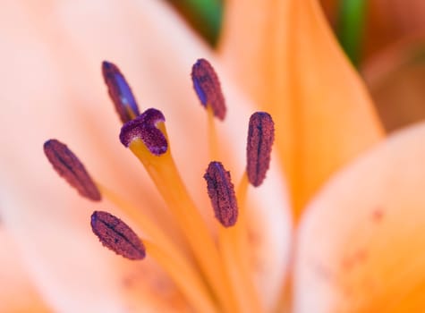Close-up of an orange lily blossom with violet inflorescence / pollen