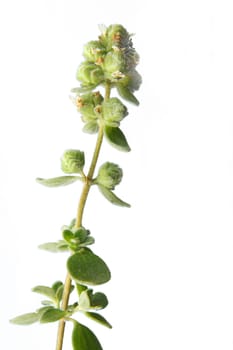 Marjoram,Origanum majorana,isolated against white background