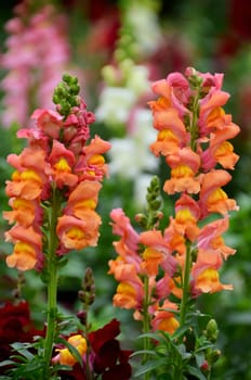 snapdragon