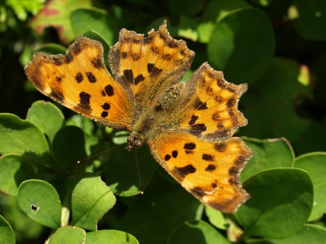 Comma