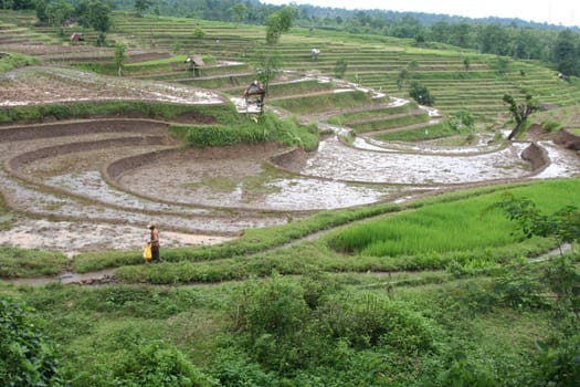 Indonesian countryside