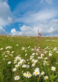 white marguerites on a sunny hill