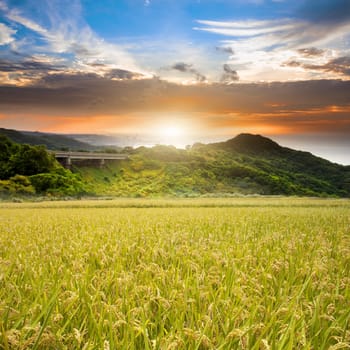 Rice field green grass blue sky cloud cloudy landscape background lawn sunset sunrise