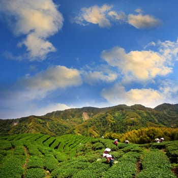 Ba Gua Tea garden in mid of Taiwan, This is the very famous area known for hand-picking of tea