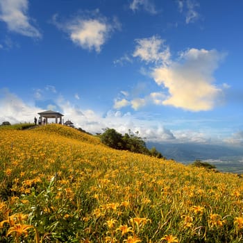 Daylily flower at sixty Stone Mountain in Taiwan Hualien festival