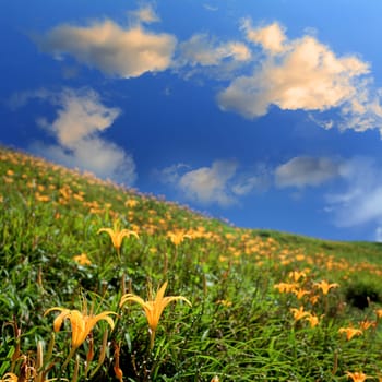 Daylily flower at sixty Stone Mountain in Taiwan Hualien festival