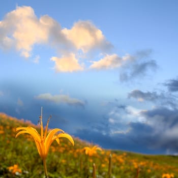 Daylily flower at sixty Stone Mountain in Taiwan Hualien festival