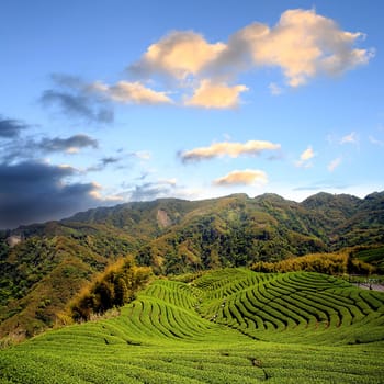Ba Gua Tea garden in mid of Taiwan, This is the very famous area known for hand-picking of tea