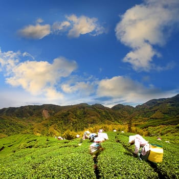 Ba Gua Tea garden in mid of Taiwan, This is the very famous area known for hand-picking of tea