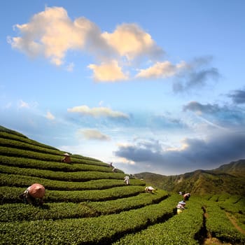 Ba Gua Tea garden in mid of Taiwan, This is the very famous area known for hand-picking of tea