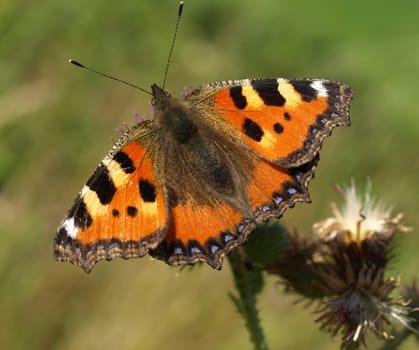 Small tortoiseshell