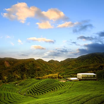 Ba Gua Tea garden in mid of Taiwan, This is the very famous area known for hand-picking of tea