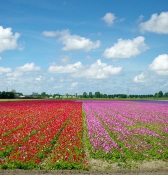 field with blooming red and pink flowers