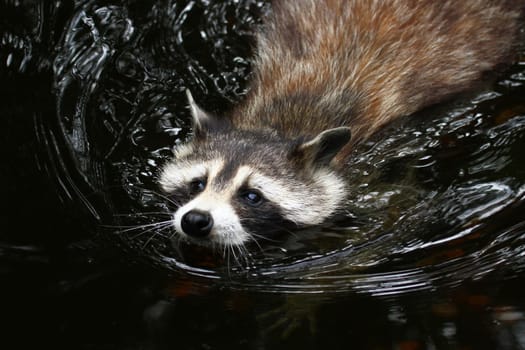 Swimming pleasure