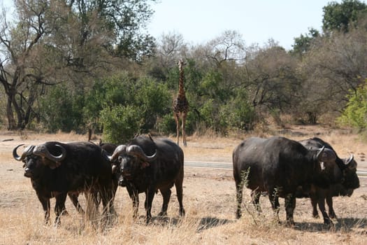 South African buffalo