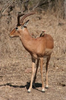 South Africa wildlife deer