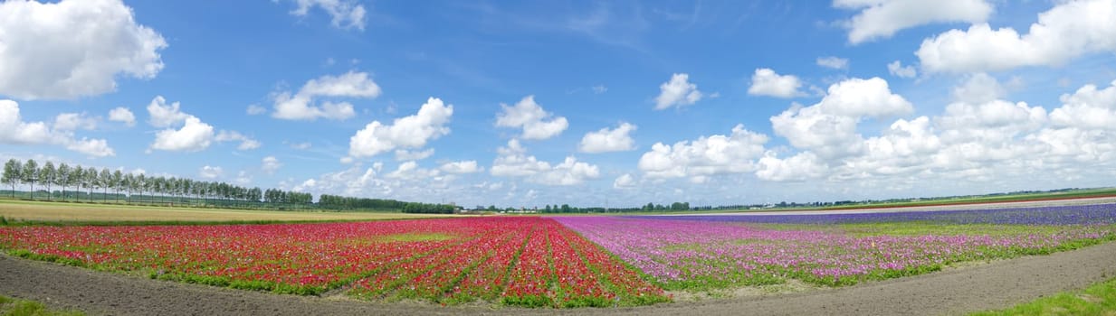 panoramic shot of a field with blooming flowers