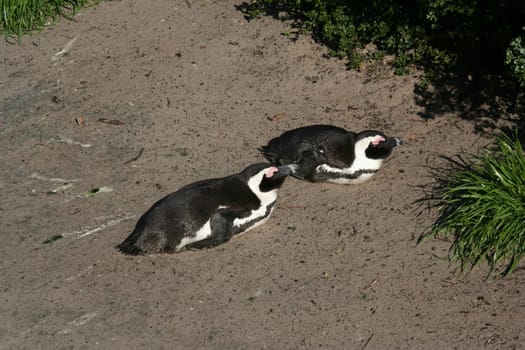 South Africa penguins