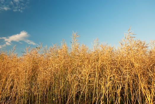 Rapeseed Field Cereals Cultivation Agriculture